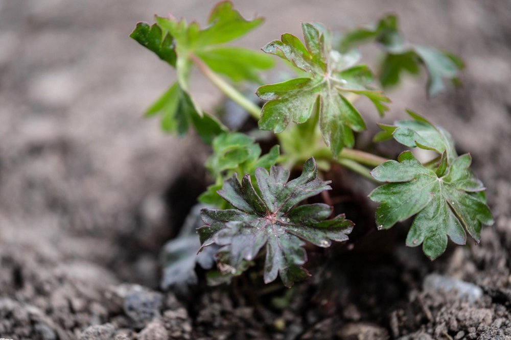 Blume Gruenpatenschaft
