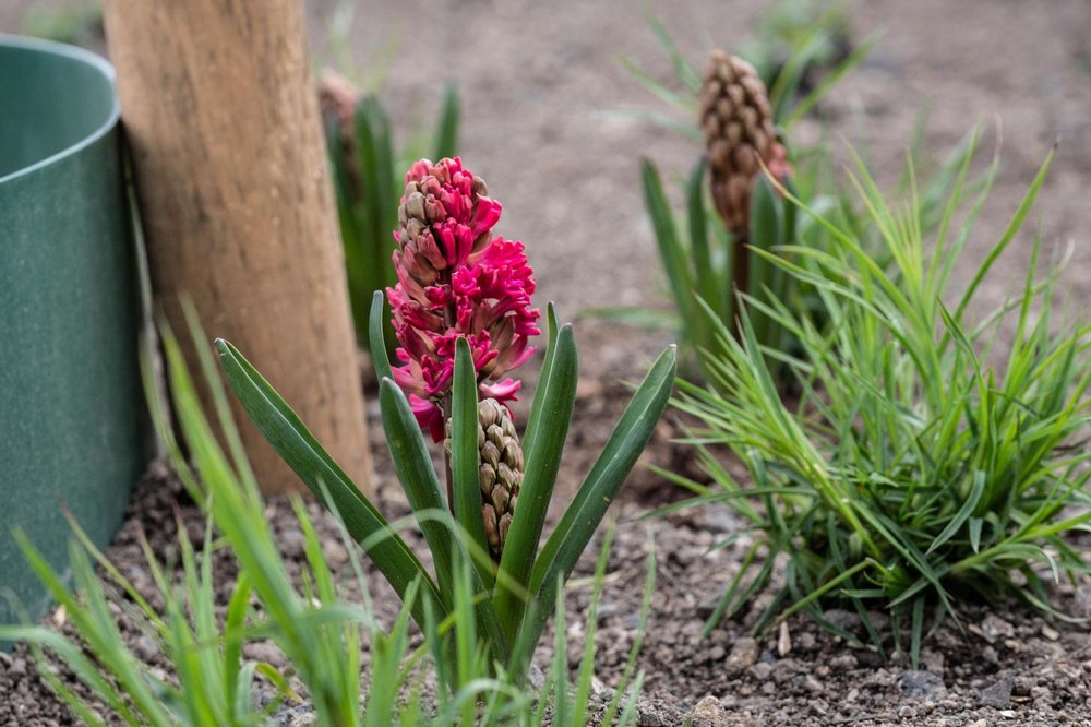 Beet Gruenpatenschaft